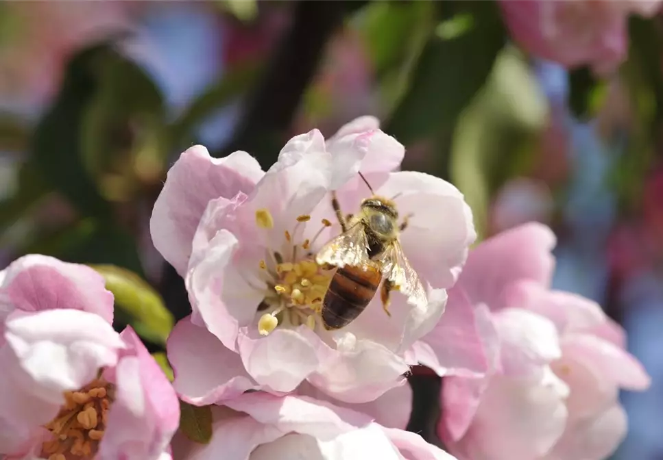 Erfolgreich bienenfreundliche Bäume und Sträucher anpflanzen