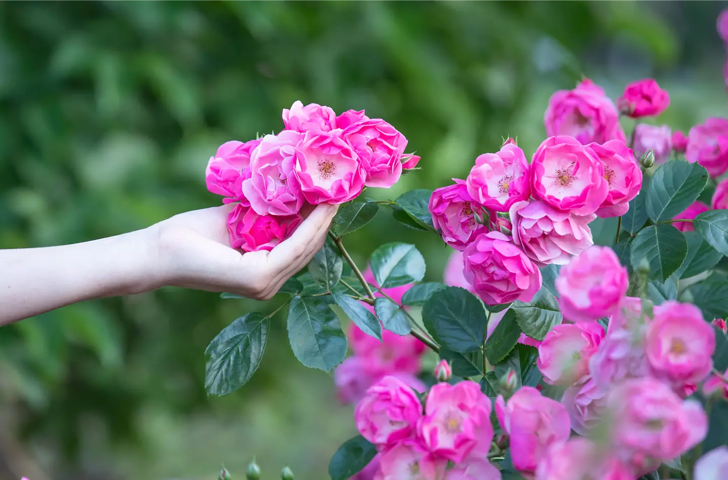 Pinke Rosen im Frühling