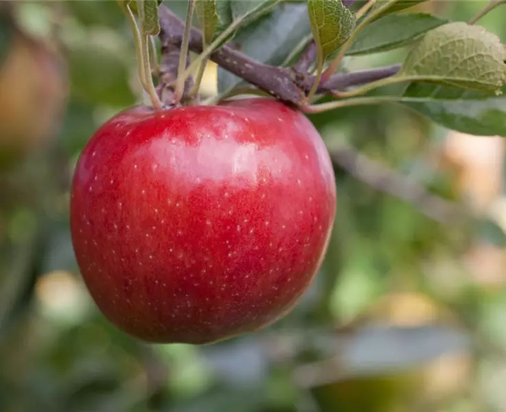 Obstgehölze werden im Herbst gepflanzt