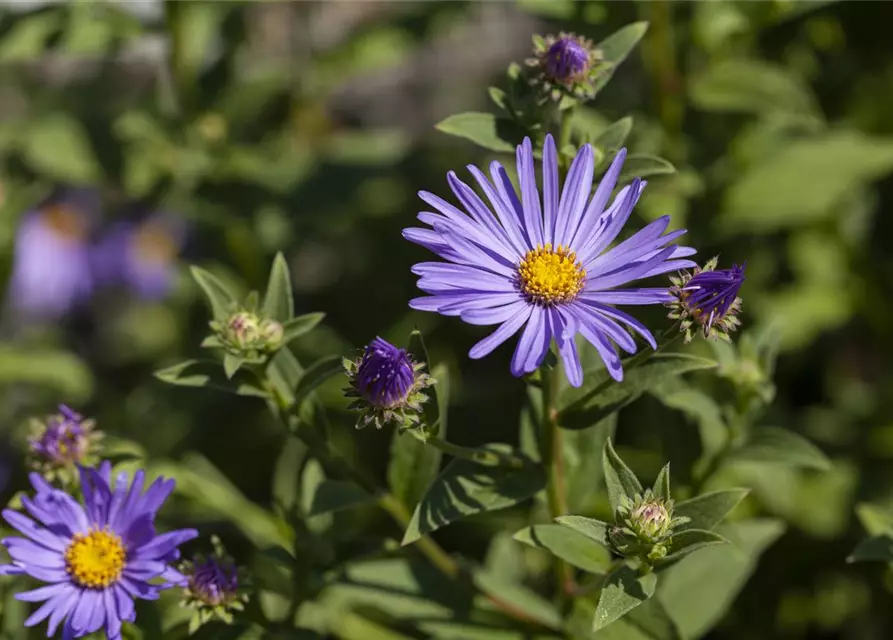 Garten-Sommer-Aster 'Sternkugel'