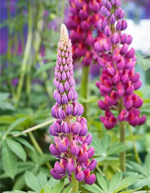 Garten-Lupine 'Master Piece'®