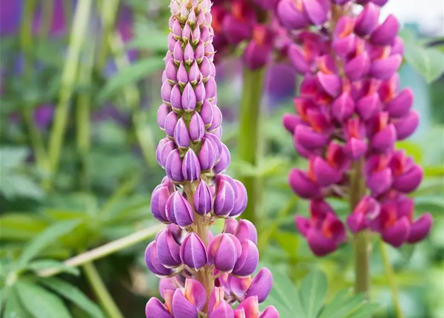 Garten-Lupine 'Master Piece'®