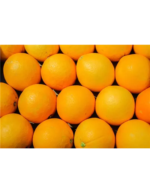 Orangen Kiste