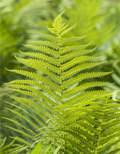 Polystichum aculeatum