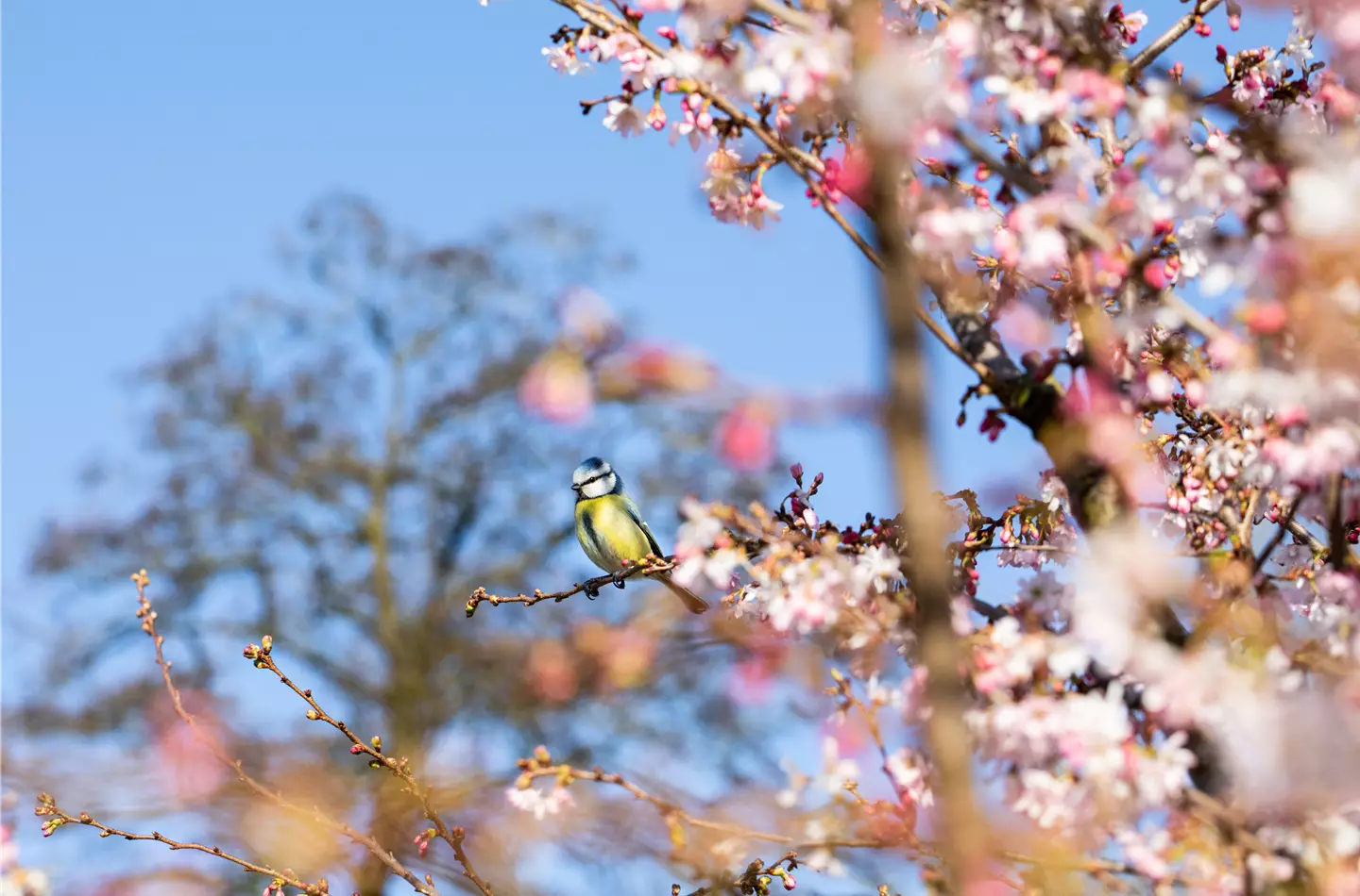 Obstgehölze im Frühling - Kirsche