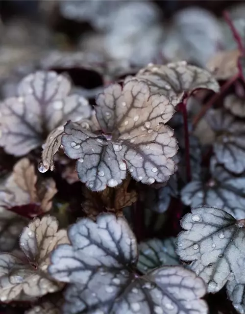 Garten-Silberglöckchen 'Sugar Frosting'