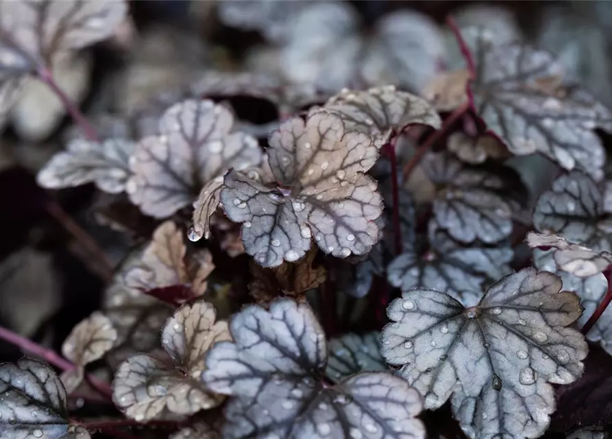 Garten-Silberglöckchen 'Sugar Frosting'