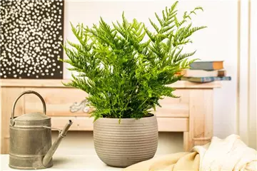 Zimmerpflanzen kaufen und Leben ins Haus holen Zimmerpflanzen kaufen und Leben ins Haus holen