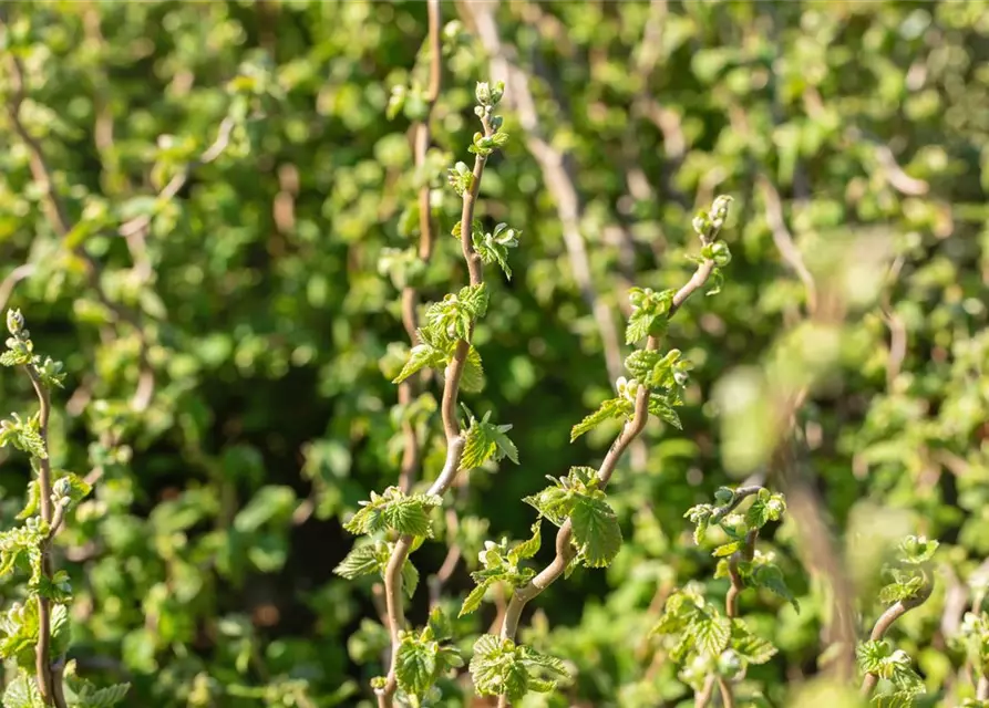 Zwerg-Korkenzieher-Haselnuss 'Scooter Corylus' 3 L Topf