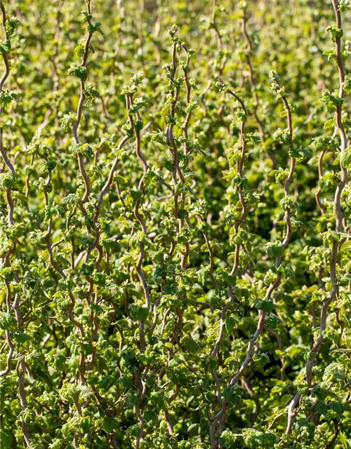 Zwerg-Korkenzieher-Haselnuss 'Scooter Corylus' 3 L Topf