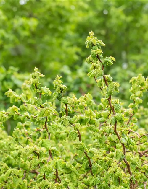 Zwerg-Korkenzieher-Haselnuss 'Scooter Corylus' 3 L Topf