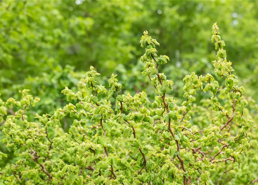 Zwerg-Korkenzieher-Haselnuss 'Scooter Corylus' 3 L Topf