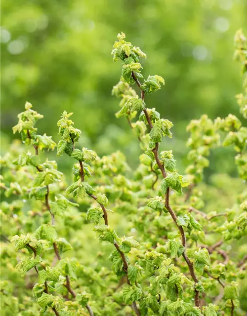 Zwerg-Korkenzieher-Haselnuss 'Scooter Corylus' 3 L Topf