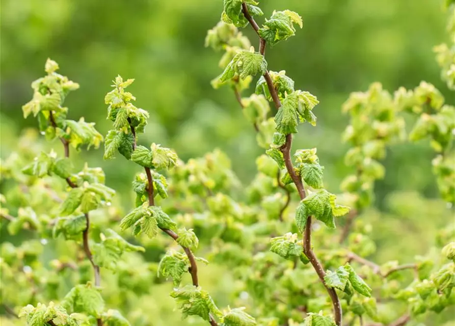 Zwerg-Korkenzieher-Haselnuss 'Scooter Corylus' 3 L Topf