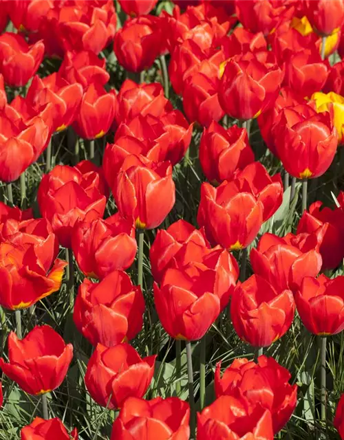 Topftulpe 'Red Paradise'