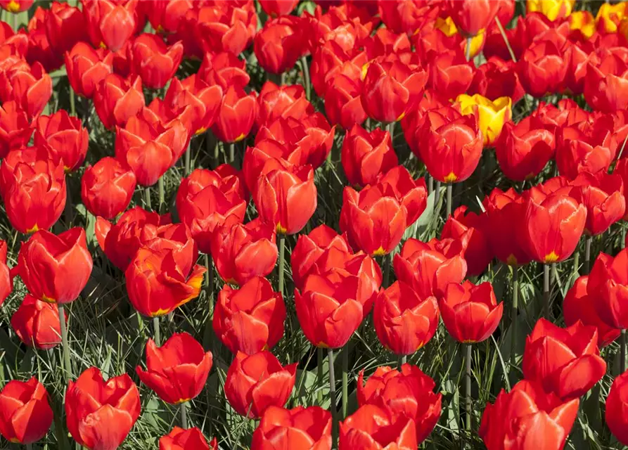 Topftulpe 'Red Paradise'