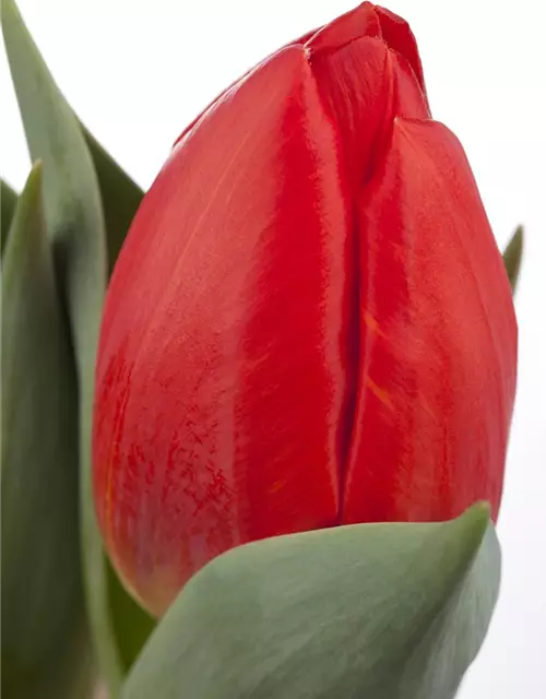 Topftulpe 'Red Paradise'