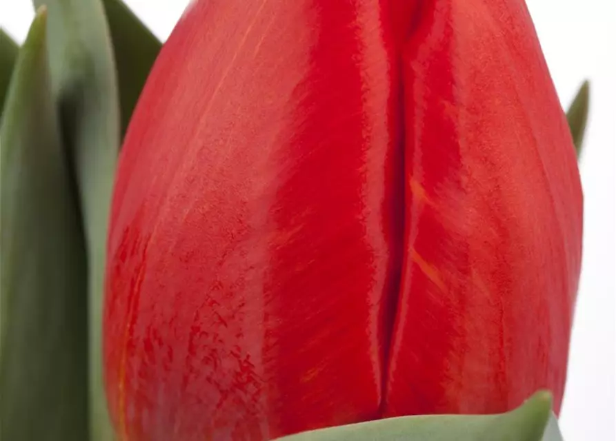 Topftulpe 'Red Paradise'