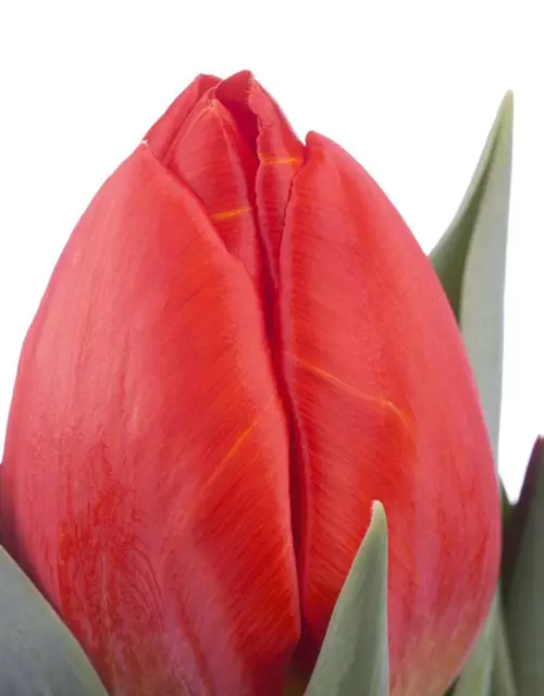 Topftulpe 'Red Paradise'