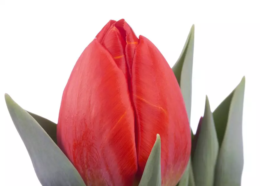 Topftulpe 'Red Paradise'