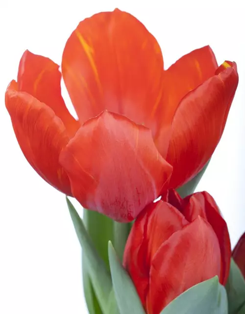 Topftulpe 'Red Paradise'