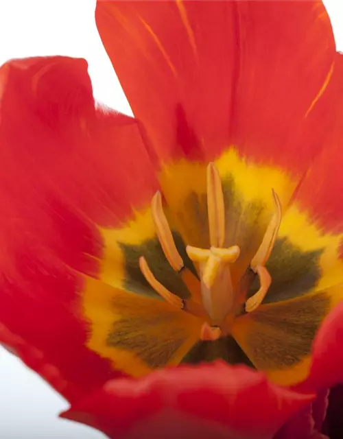 Topftulpe 'Red Paradise'