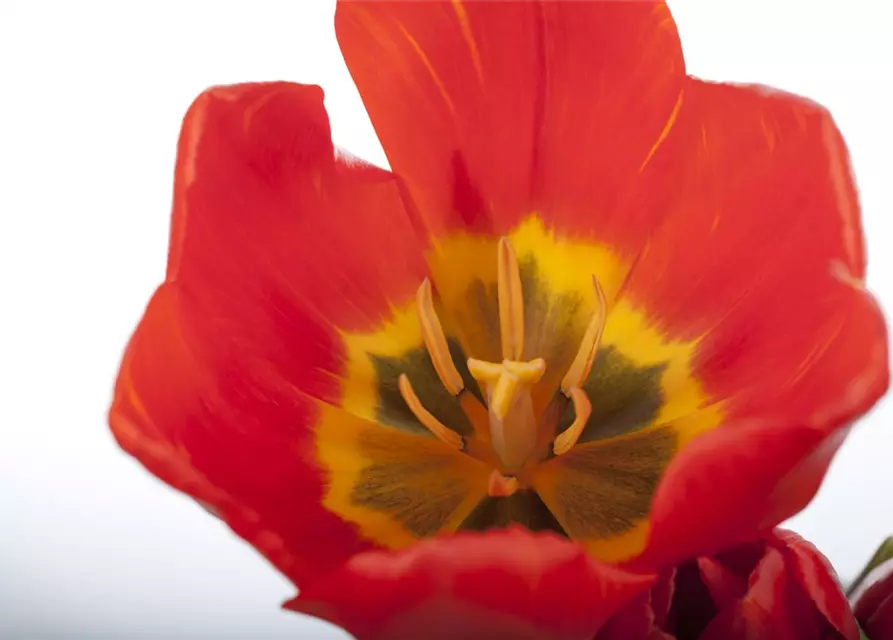 Topftulpe 'Red Paradise'