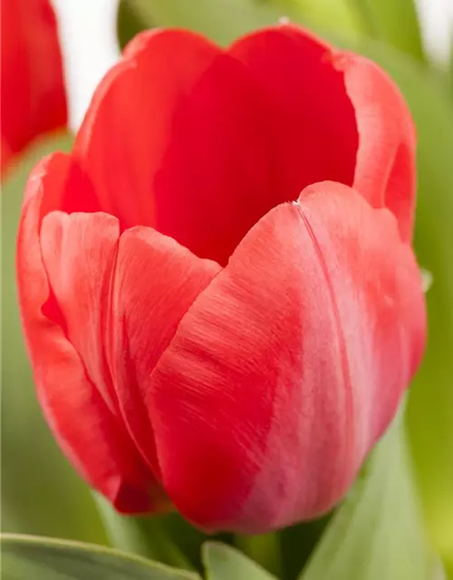 Topftulpe 'Red Paradise'