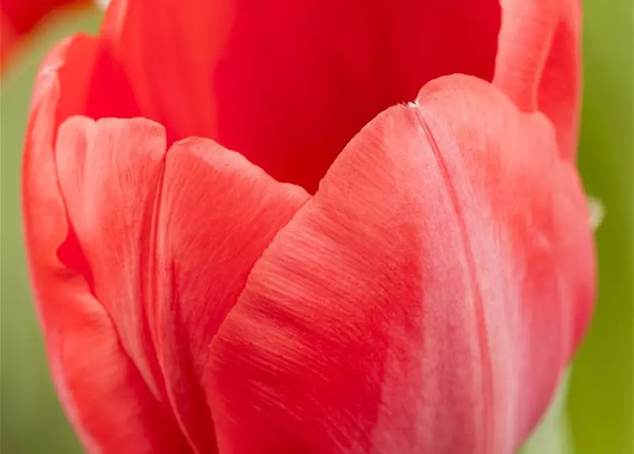 Topftulpe 'Red Paradise'