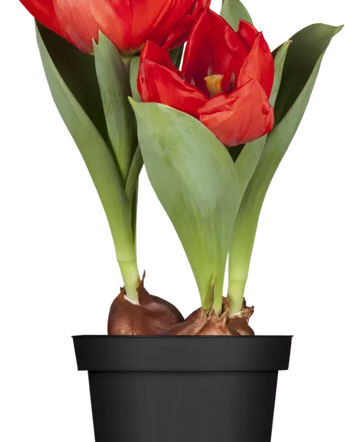 Topftulpe 'Red Paradise'