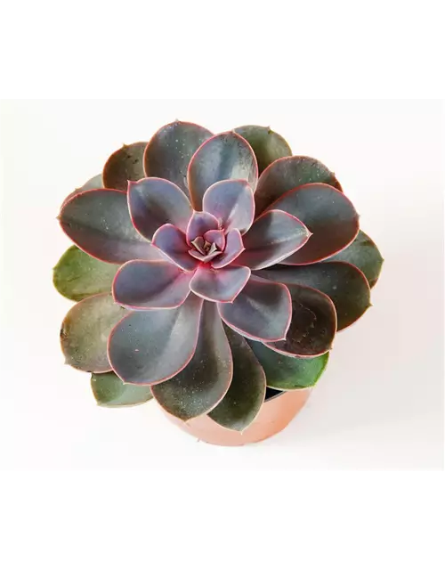 Echeveria in grau-lila