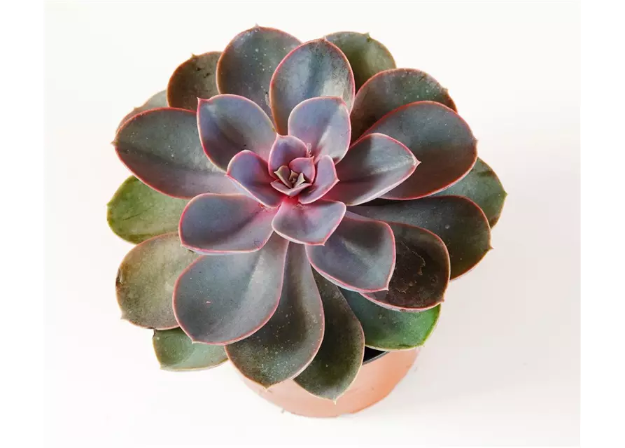 Echeveria in grau-lila