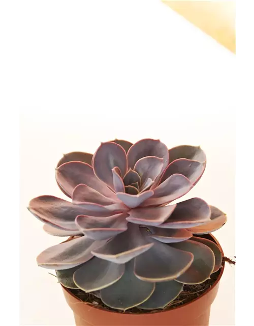 Echeveria in grau-lila