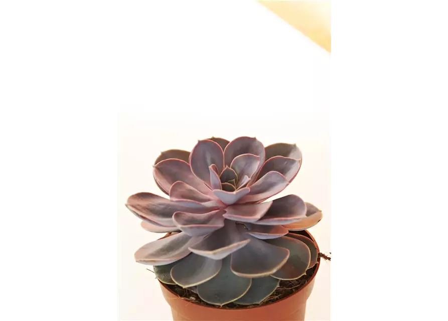 Echeveria in grau-lila