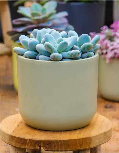 Pachyphytum