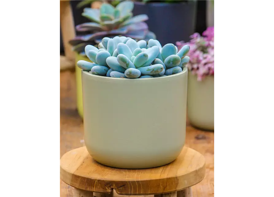 Pachyphytum