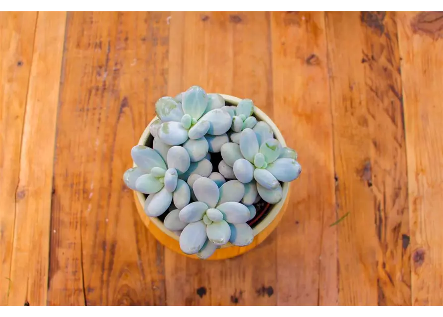 Pachyphytum