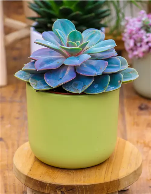 Echeveria in grau-lila