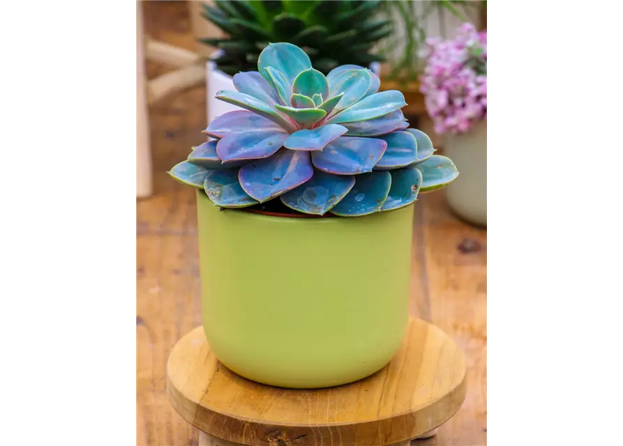 Echeveria in grau-lila