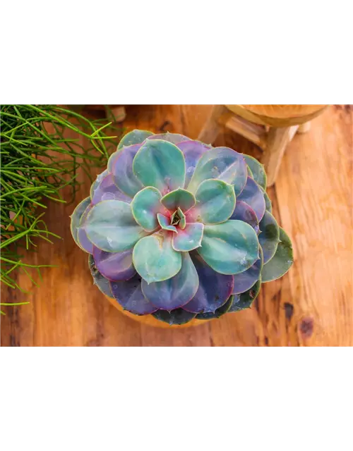 Echeveria in grau-lila