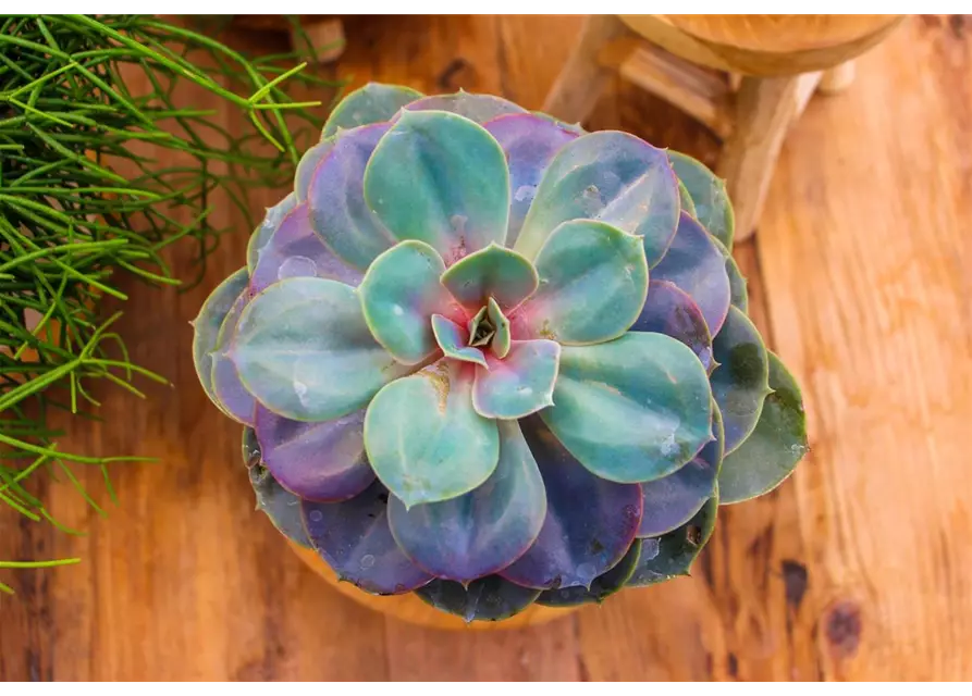 Echeveria in grau-lila