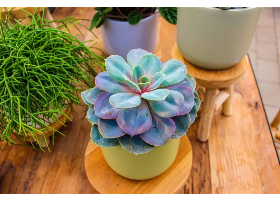 Echeveria in grau-lila