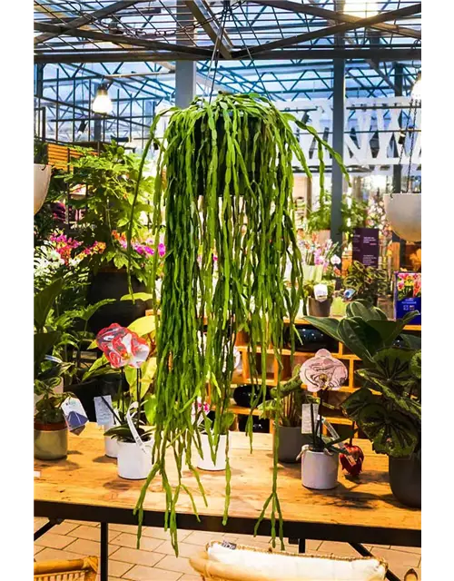 XXL-Ampel Rhipsalis