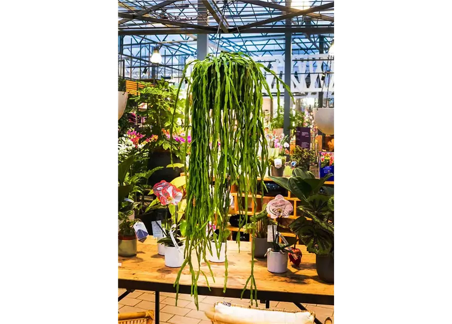 XXL-Ampel Rhipsalis