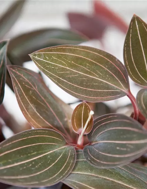 Juwelorchidee Ludisia discolor