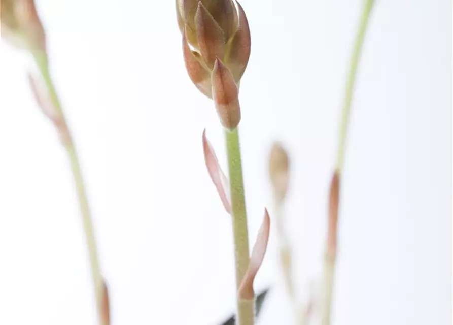 Juwelorchidee Ludisia discolor