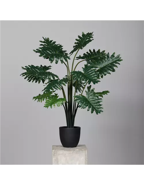 Philodendron 'Hope'