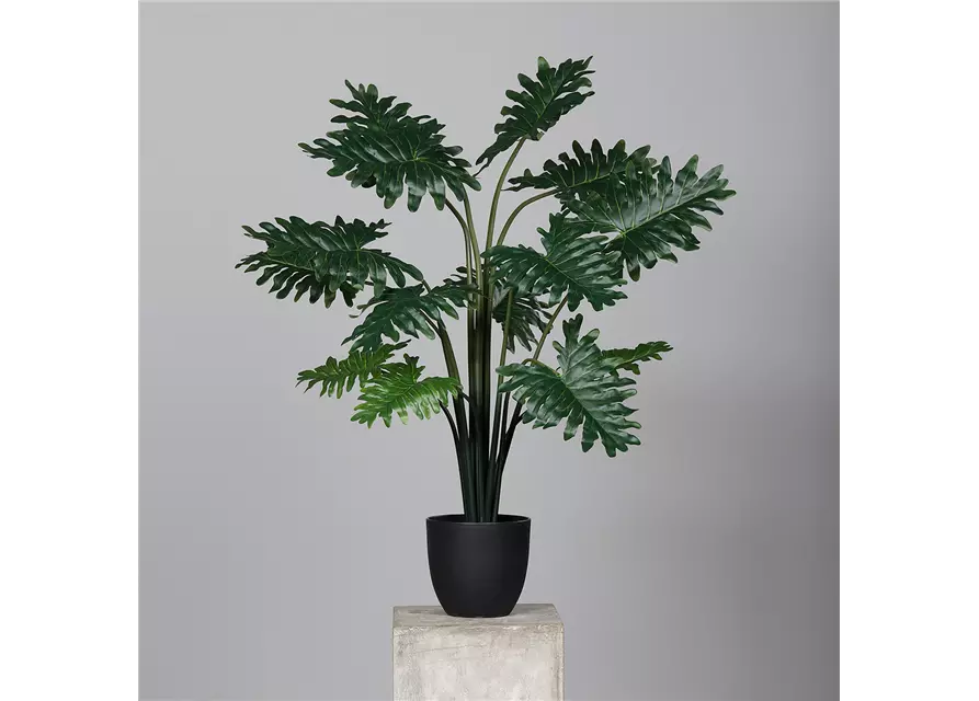 Philodendron 'Hope'