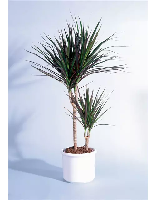 Drachenbaum 'Marginata', Topf-Ø 19 cm, Höhe: 110 cm 