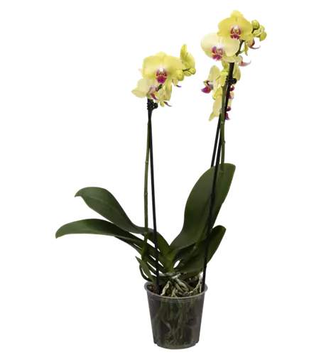 Orchidee, gelb, 2-rispig